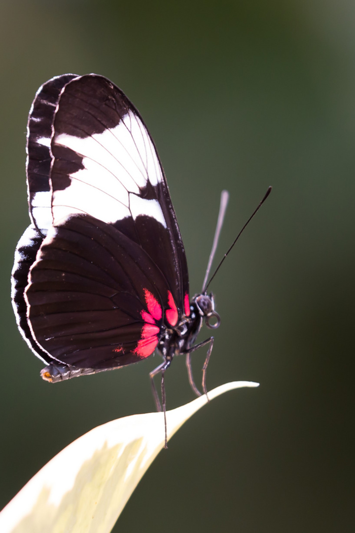 Schmetterling