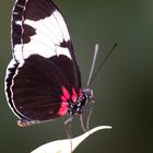 Schmetterling