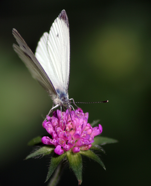 Schmetterling