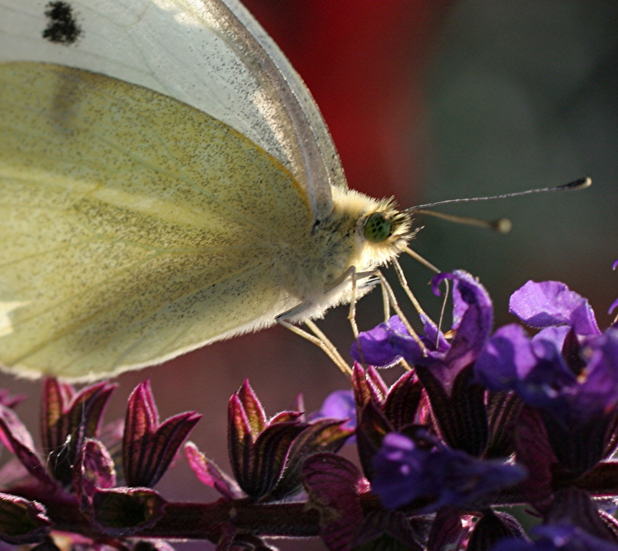 Schmetterling