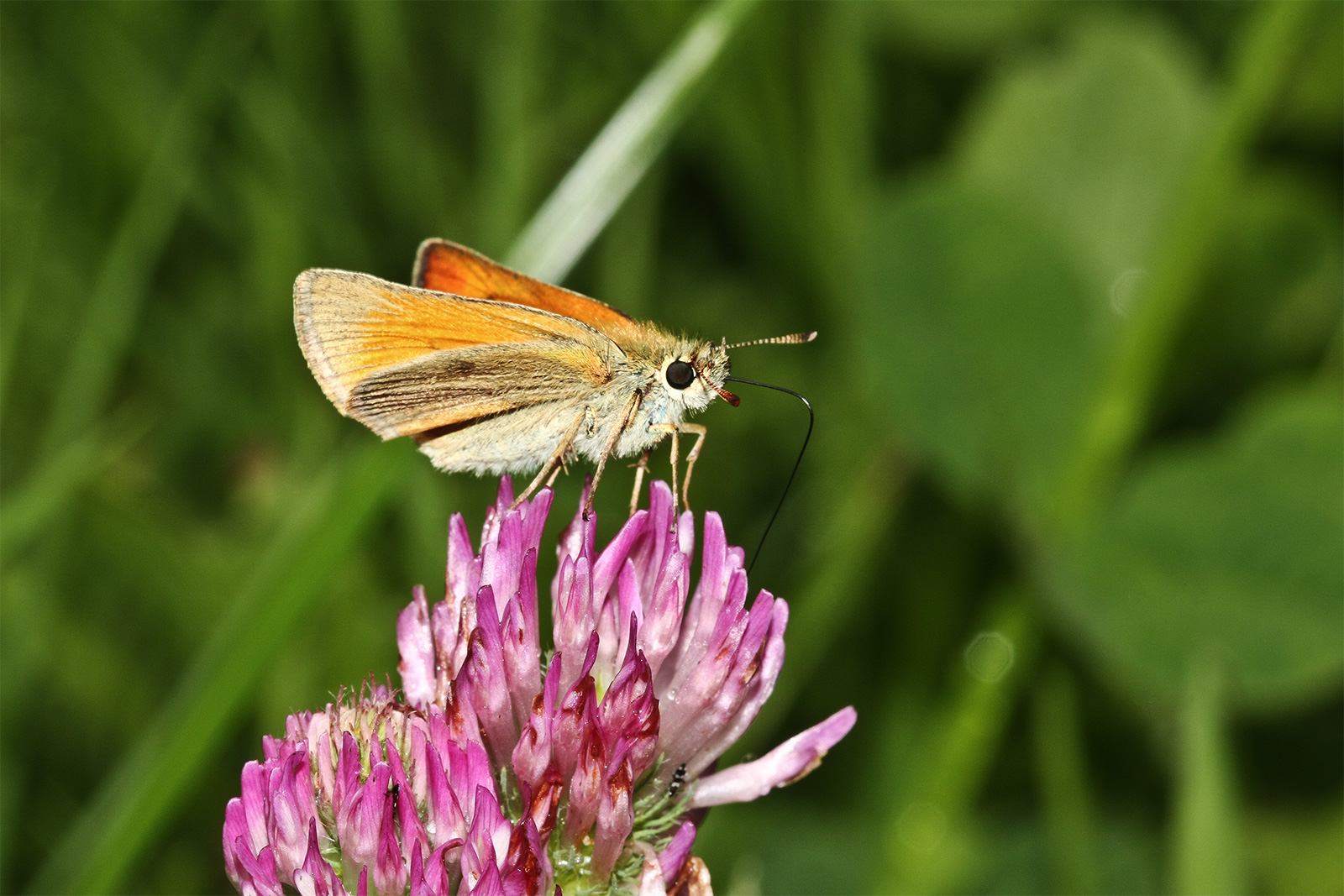 Schmetterling