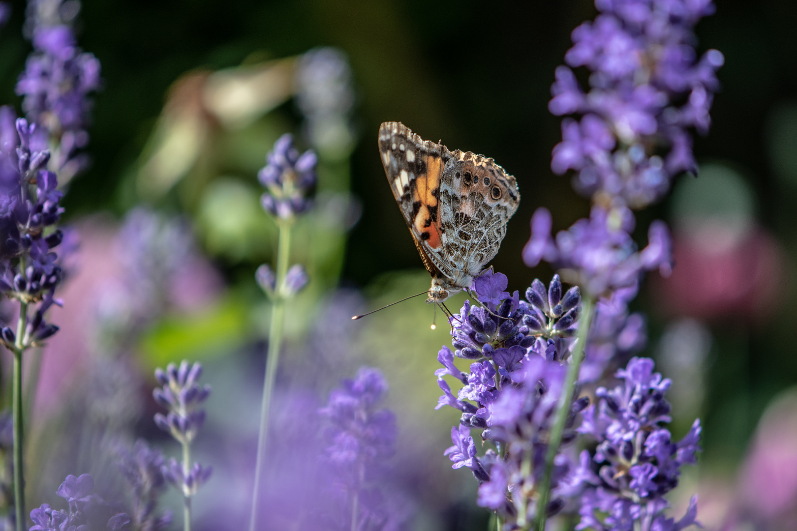 Schmetterling