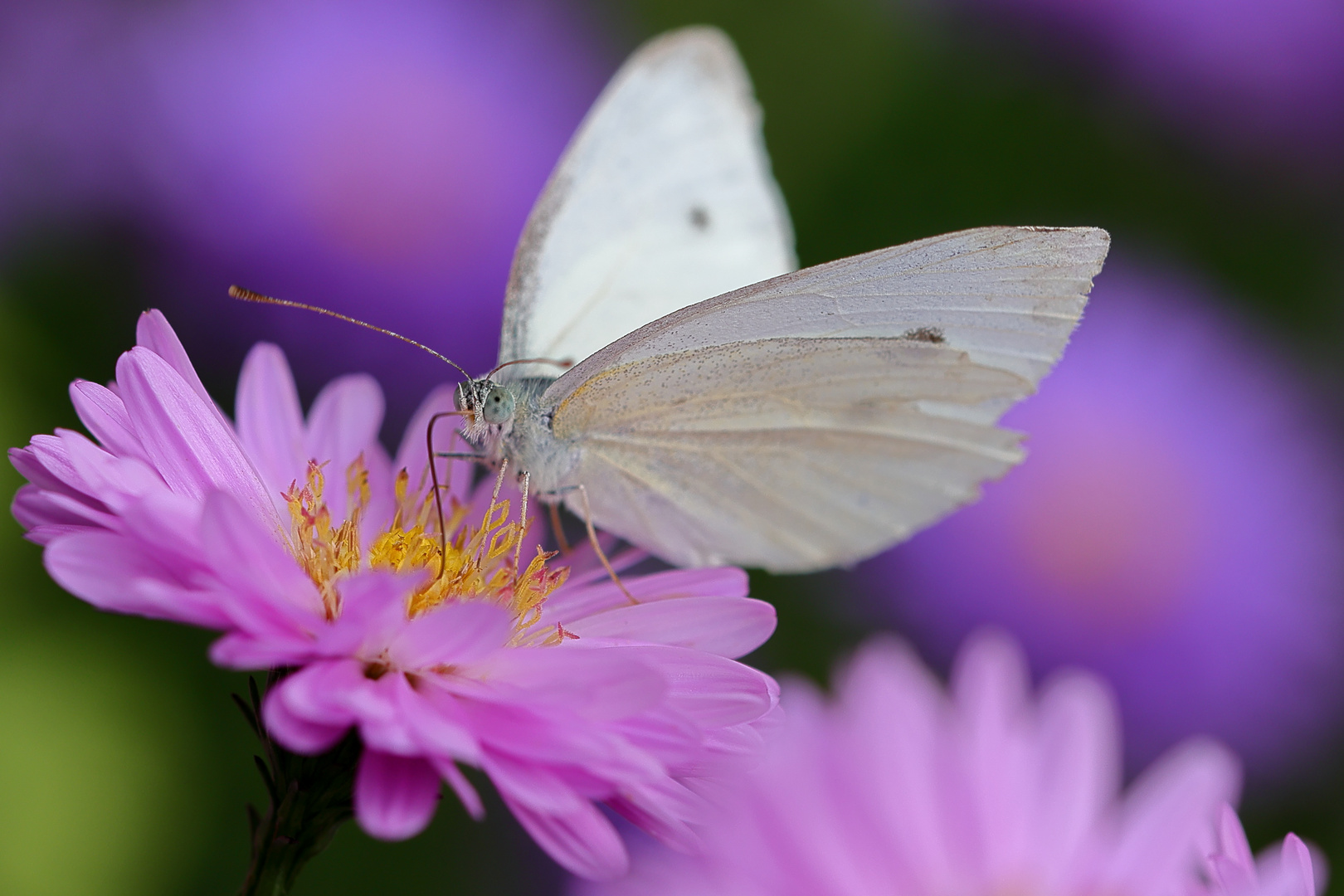 Schmetterling