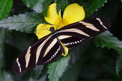 Schmetterling