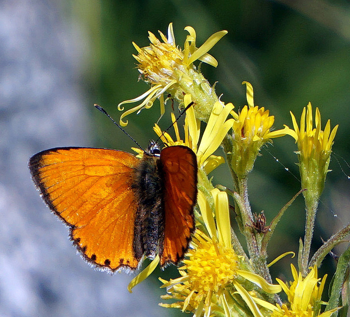 Schmetterling 