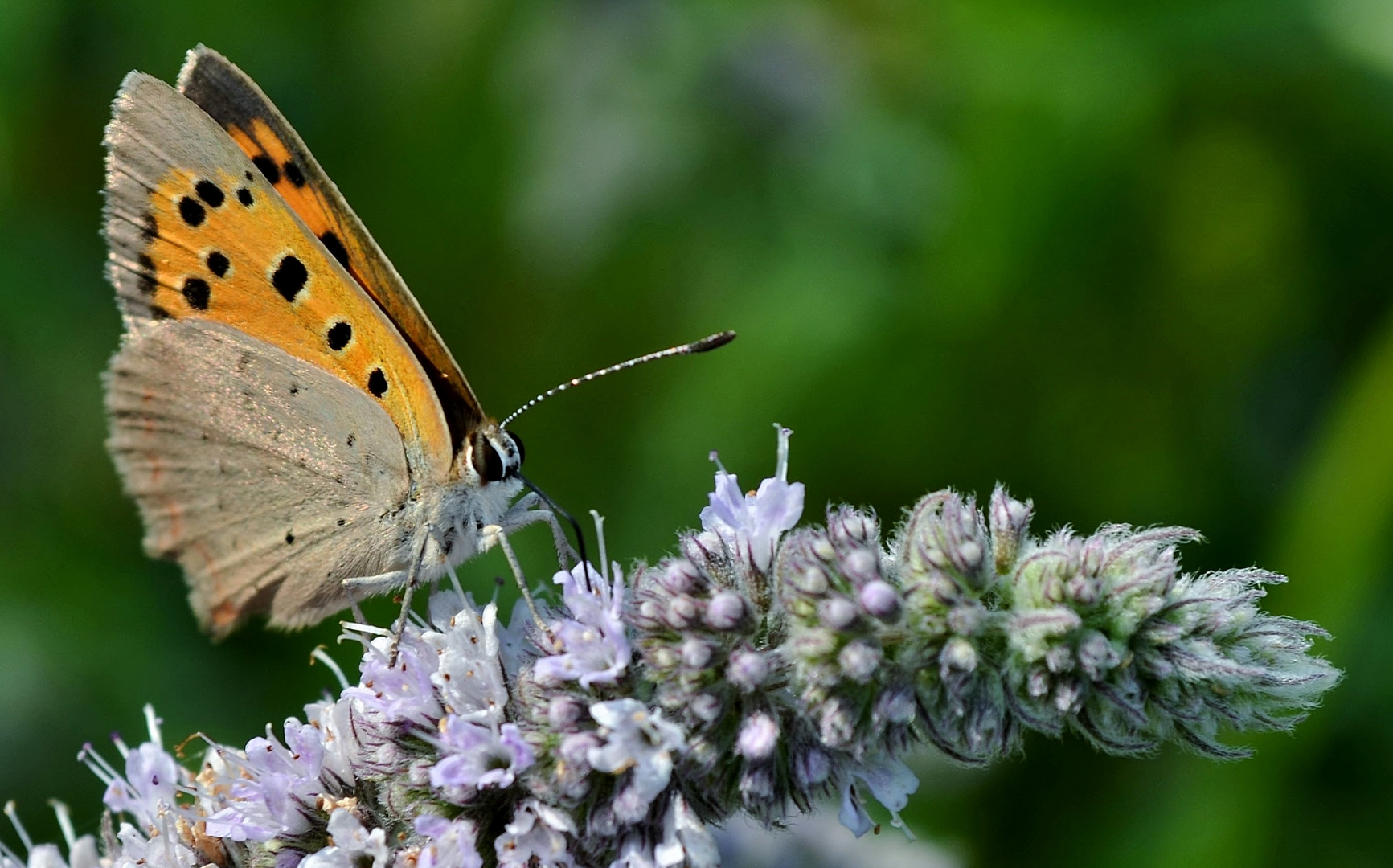 Schmetterling