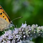 Schmetterling