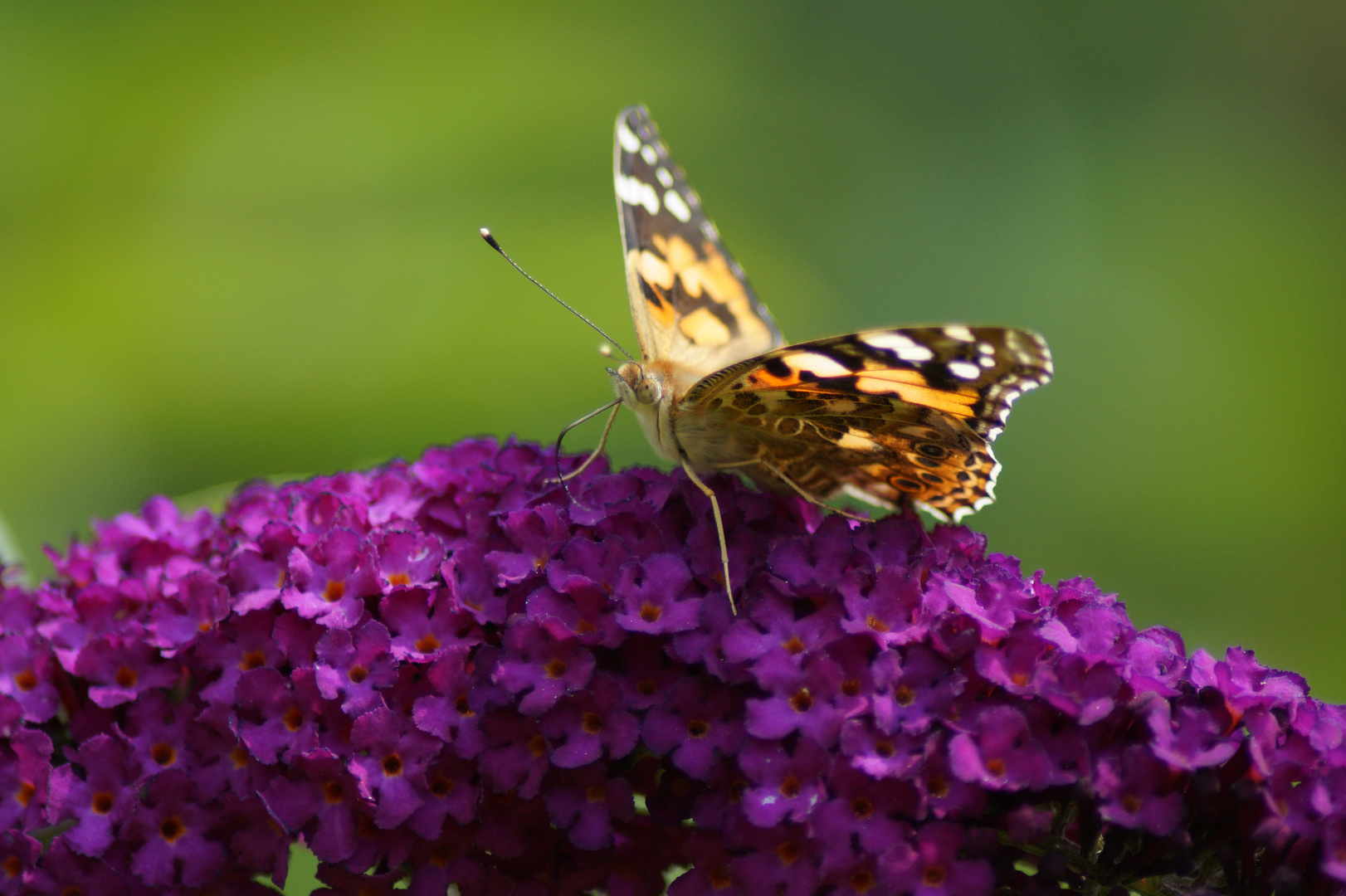 Schmetterling