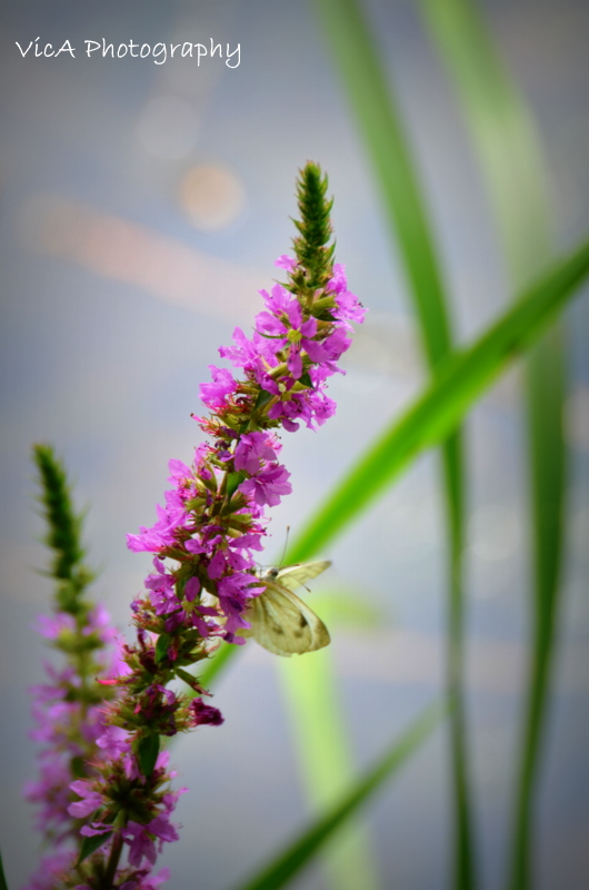 Schmetterling