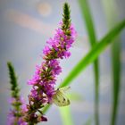 Schmetterling