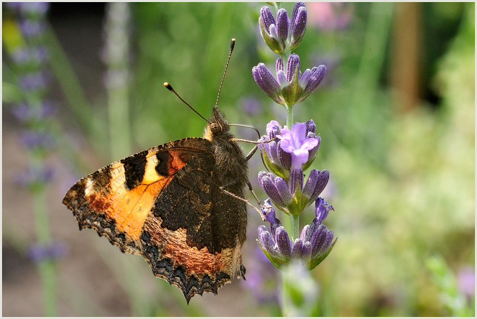 Schmetterling