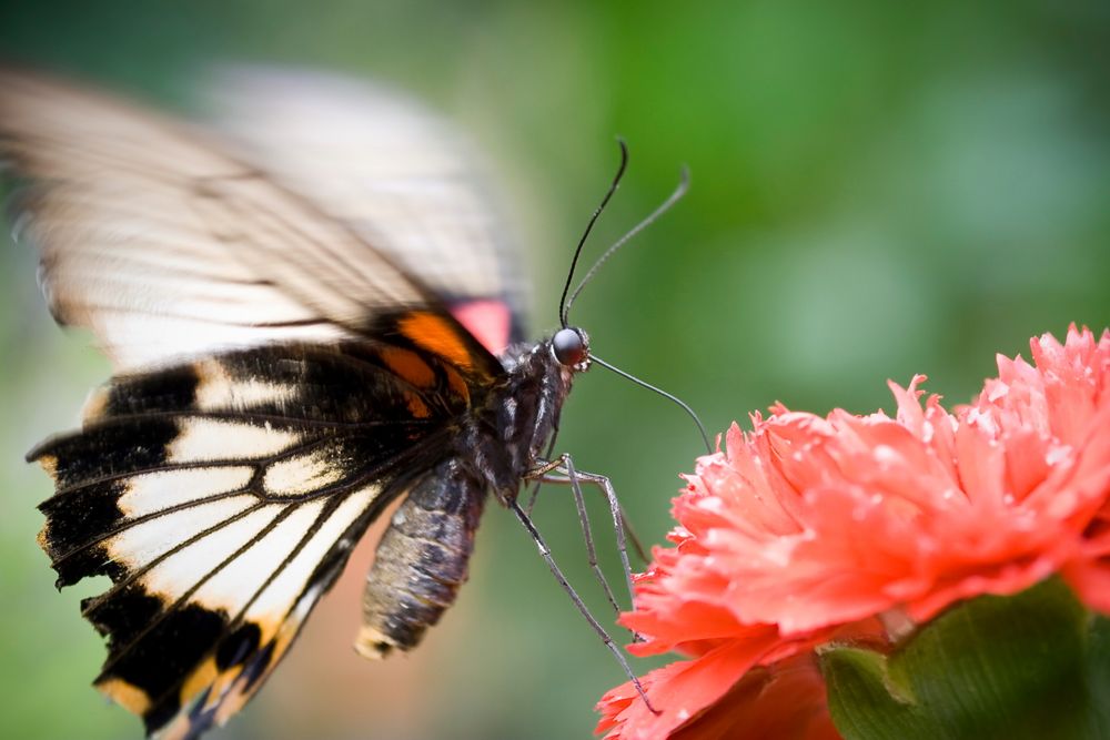 Schmetterling