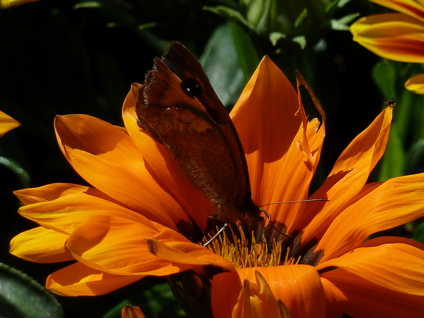 Schmetterling