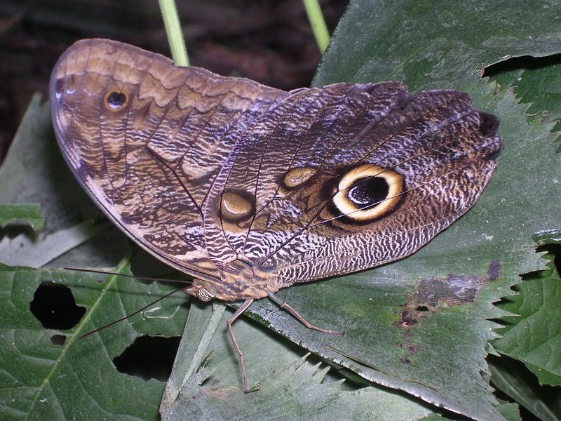 Schmetterling