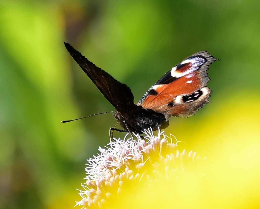 schmetterling