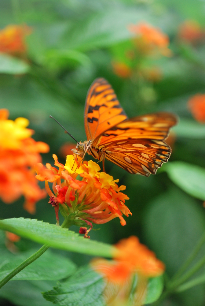 Schmetterling