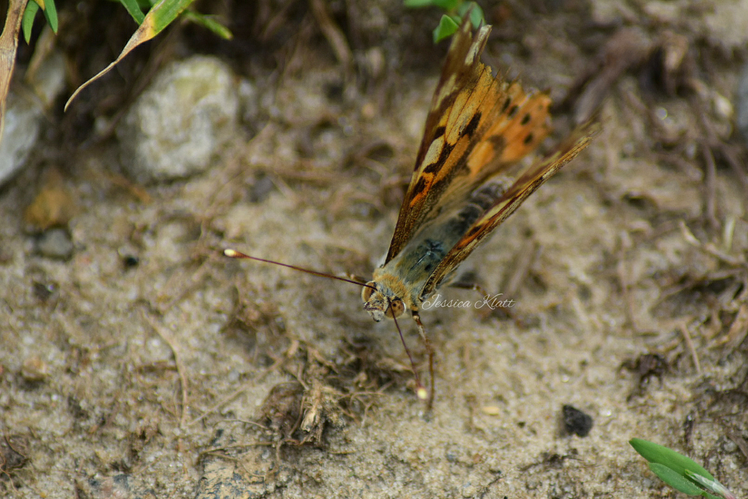 Schmetterling