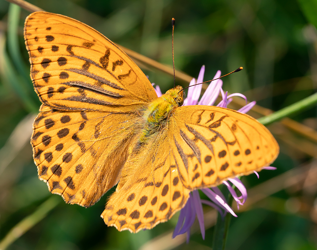 Schmetterling