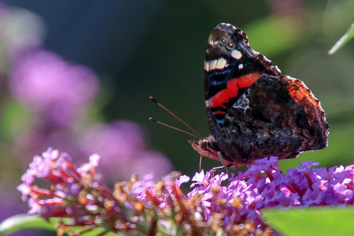 Schmetterling