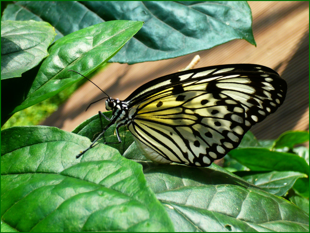 Schmetterling