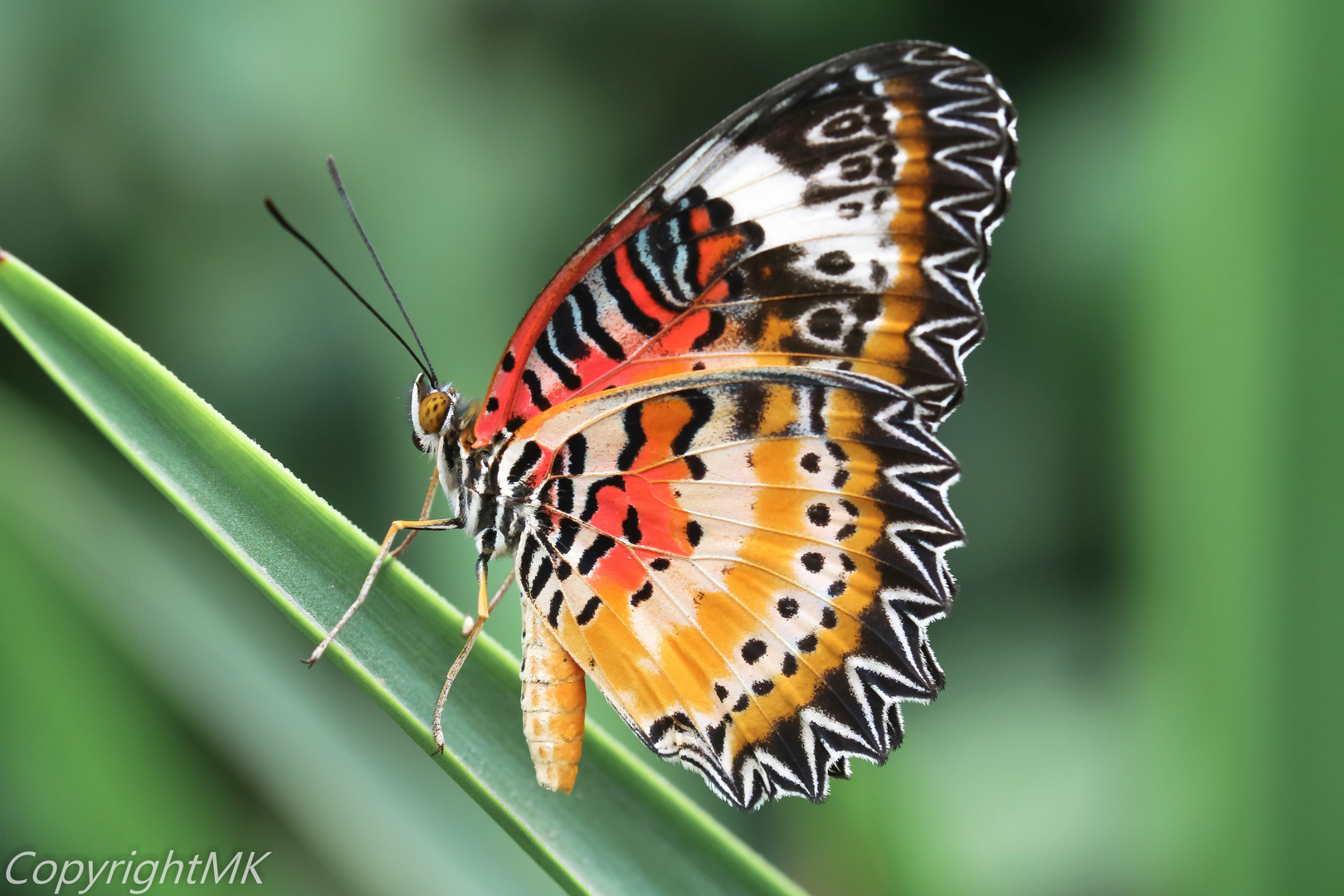 Kidsnfun.de Malvorlage Schmetterlinge Schmetterlinge