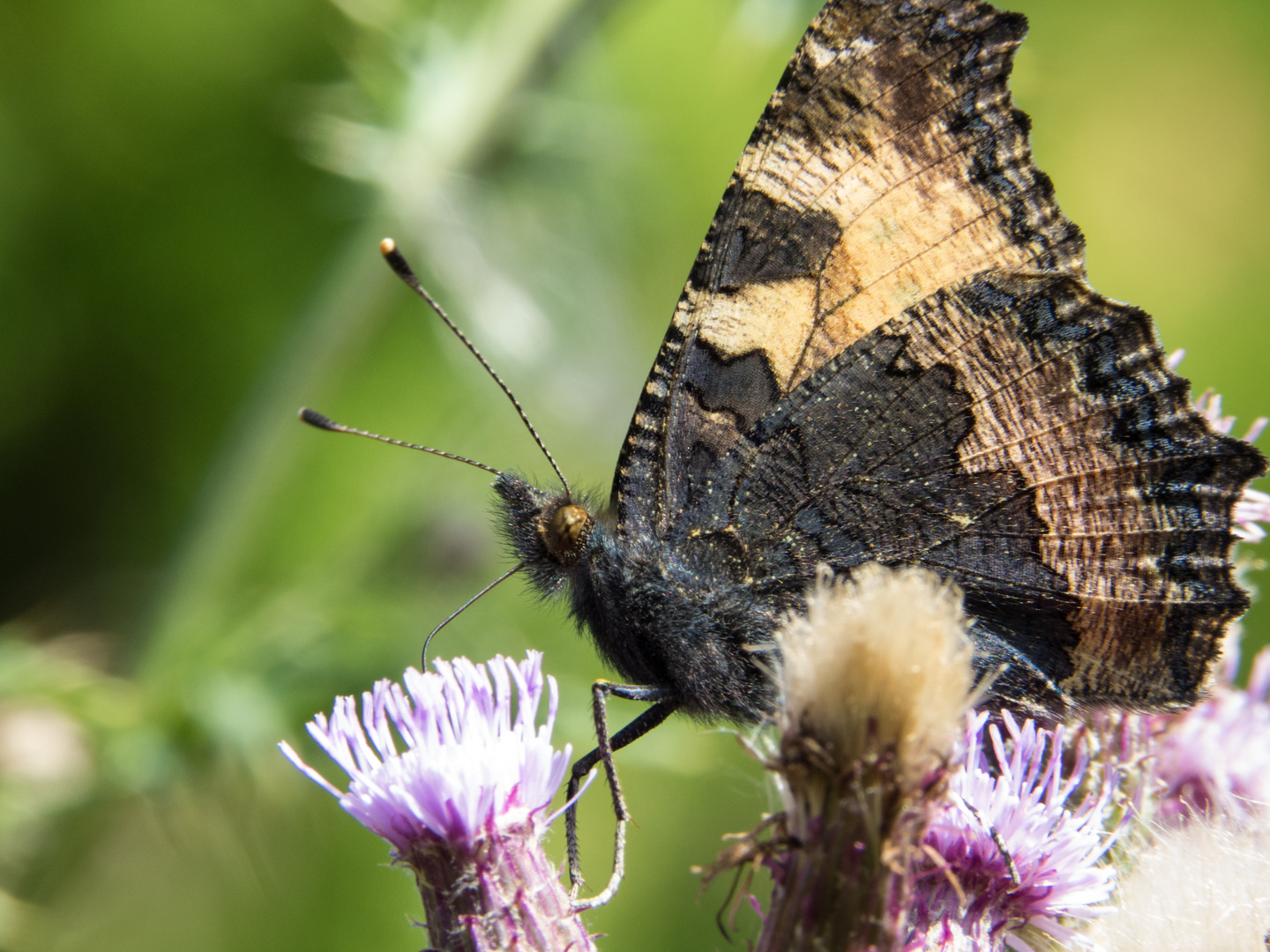 Schmetterling