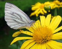 Schmetterling