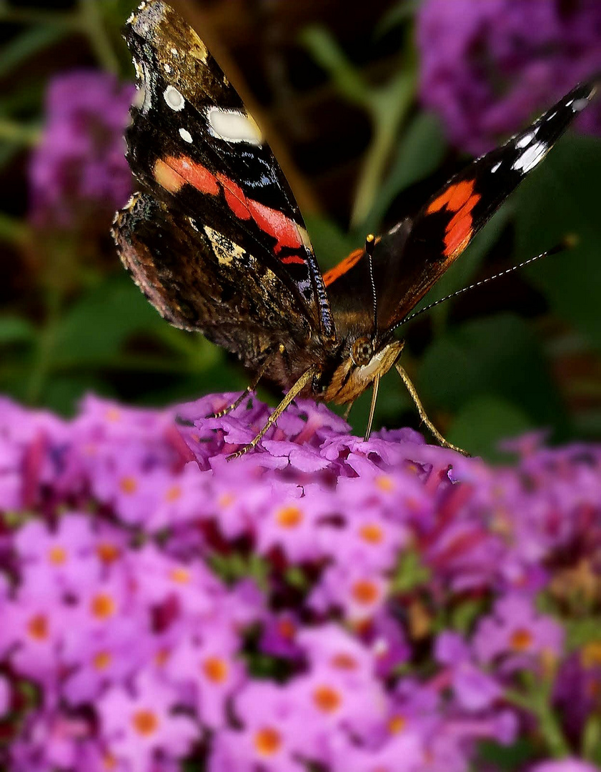 Schmetterling 