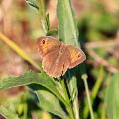 Schmetterling-77429-20220806