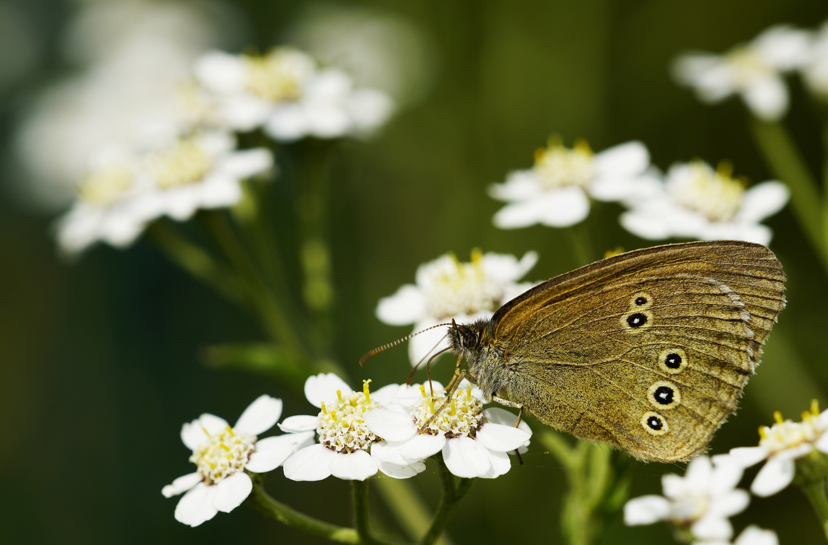 Schmetterling.