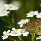 Schmetterling.