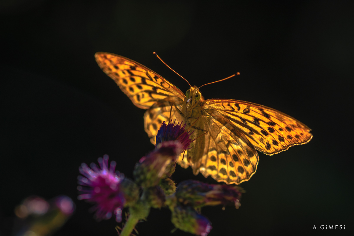 Schmetterling