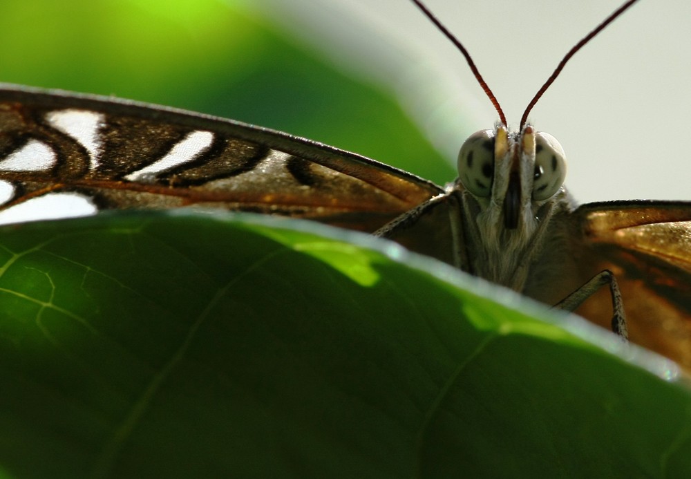Schmetterling von H. Wirler