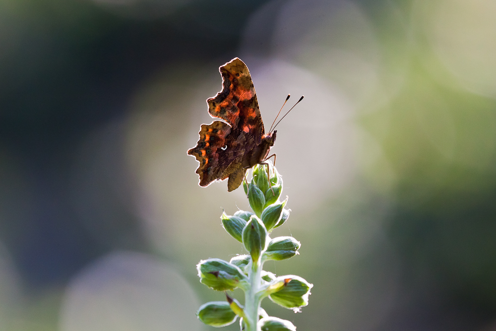 Schmetterling