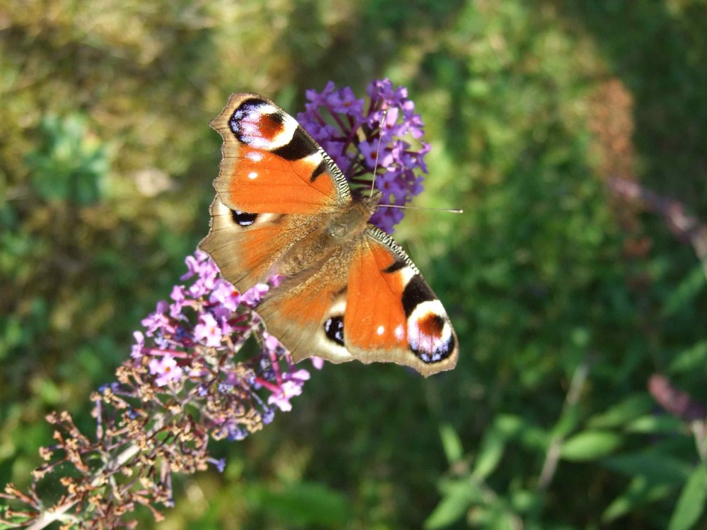 Schmetterling