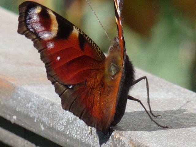 Schmetterling