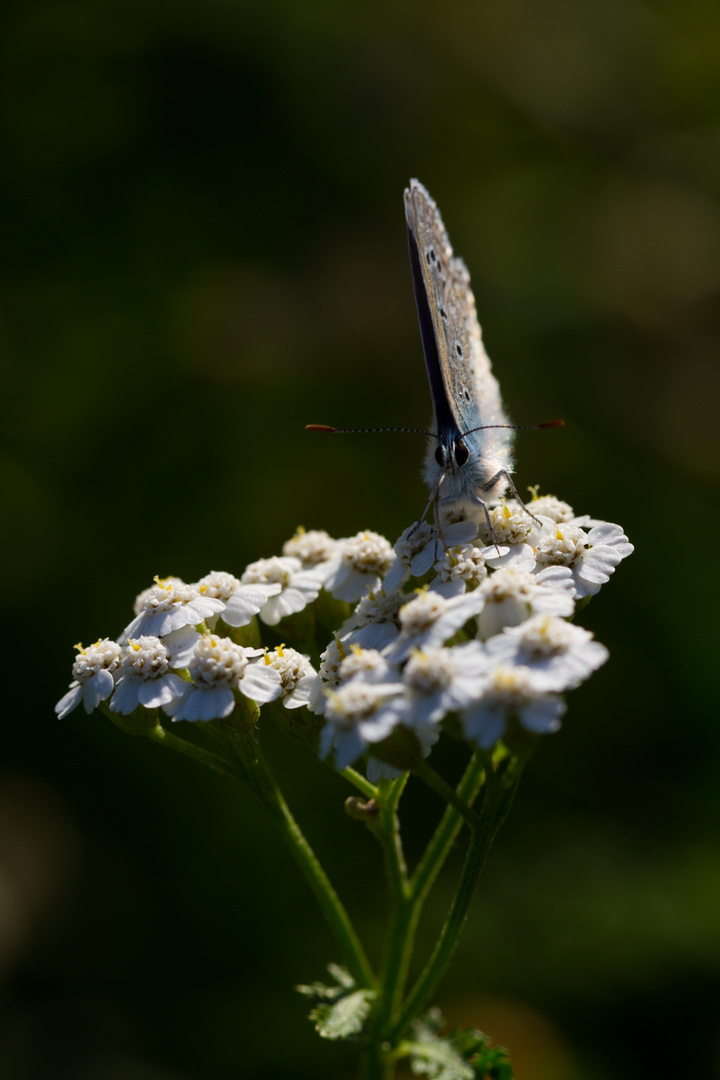 Schmetterling