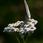 Schmetterling