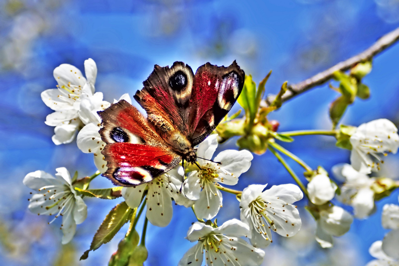 Schmetterling