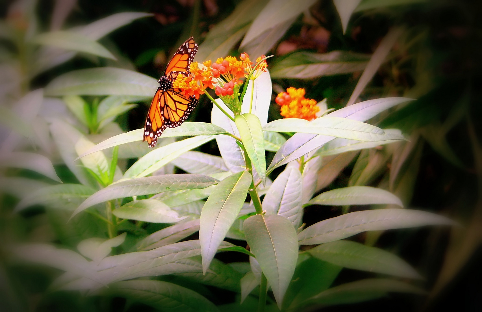 Schmetterling