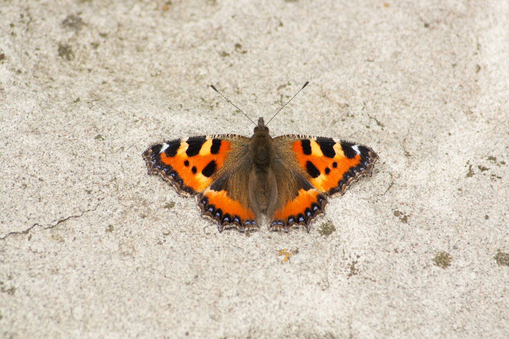 Schmetterling