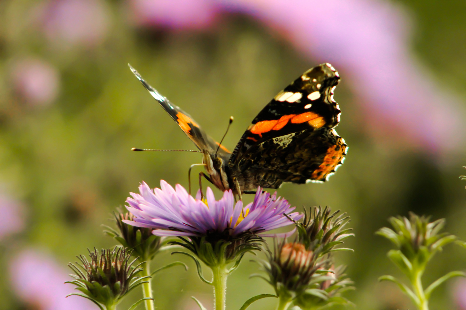 Schmetterling