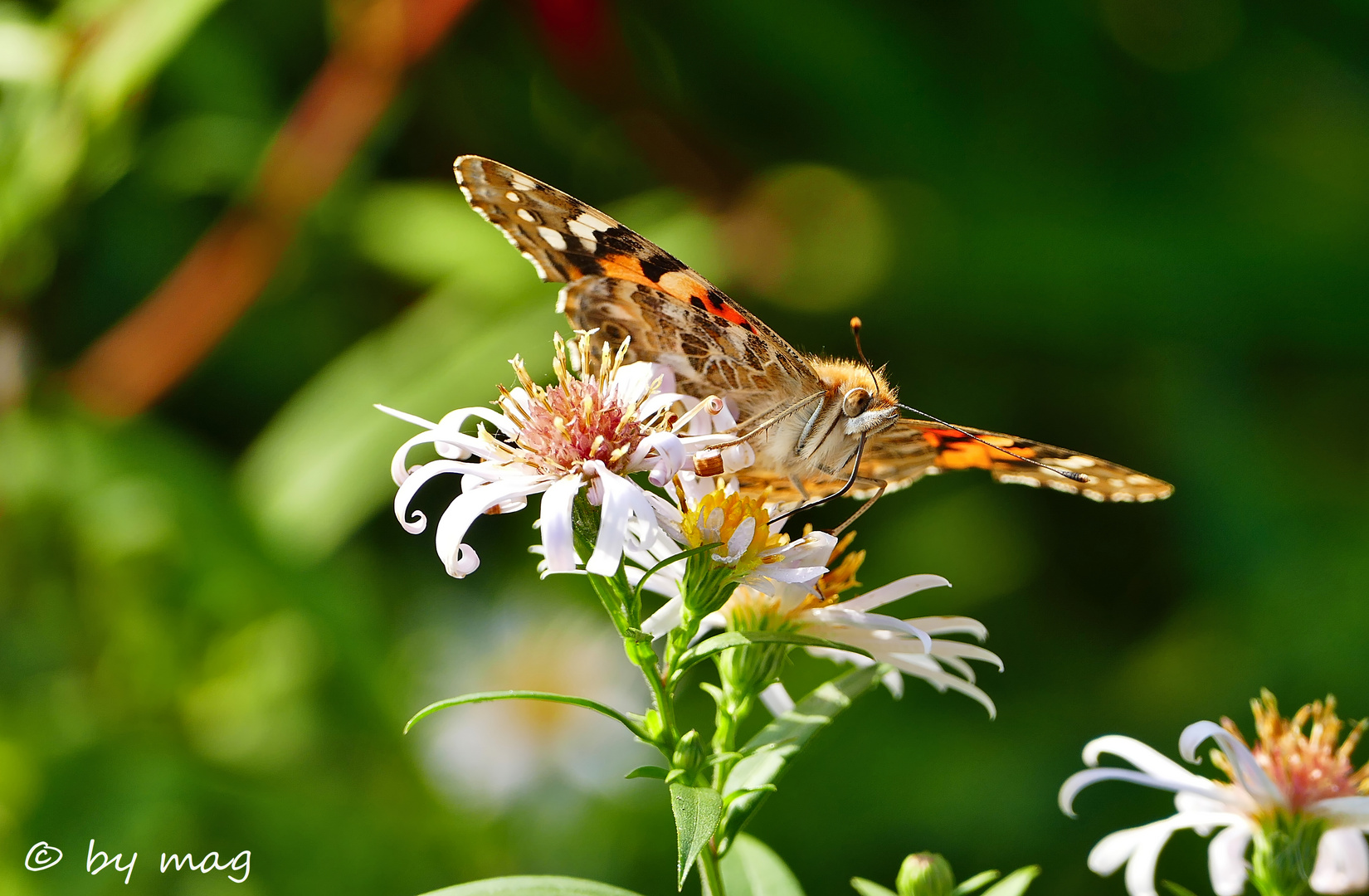 Schmetterling