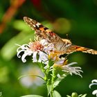 Schmetterling