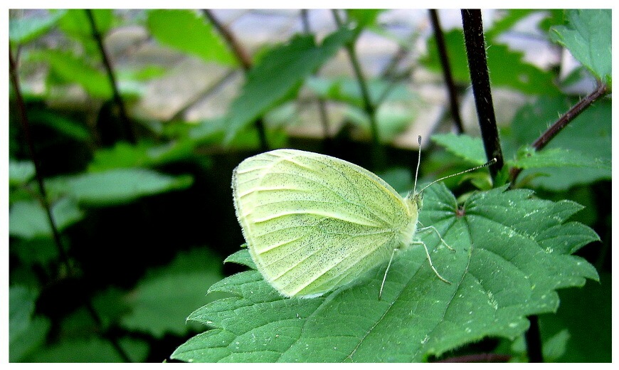 Schmetterling