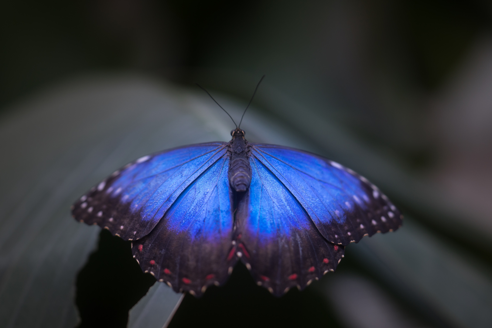 Schmetterling