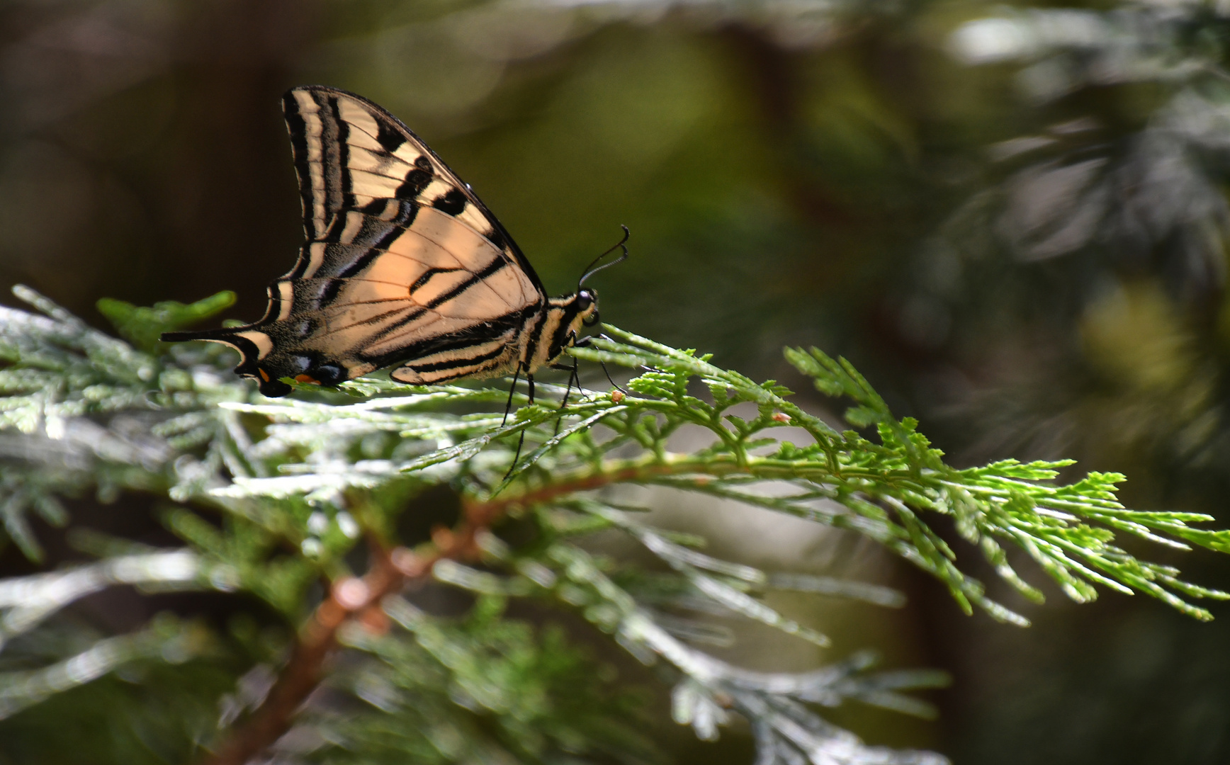 schmetterling