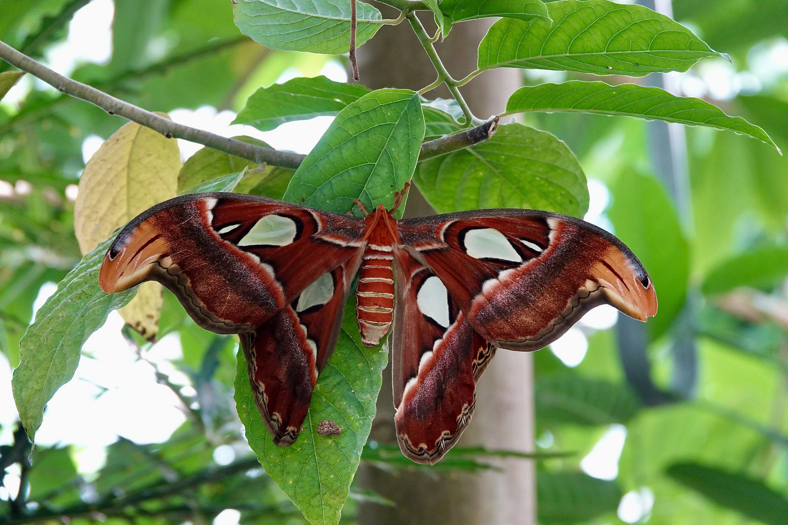 Schmetterling