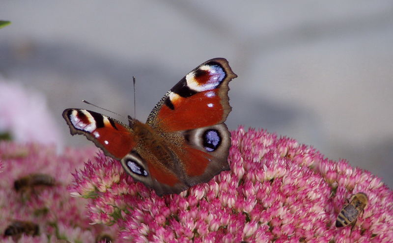 Schmetterling