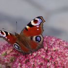 Schmetterling